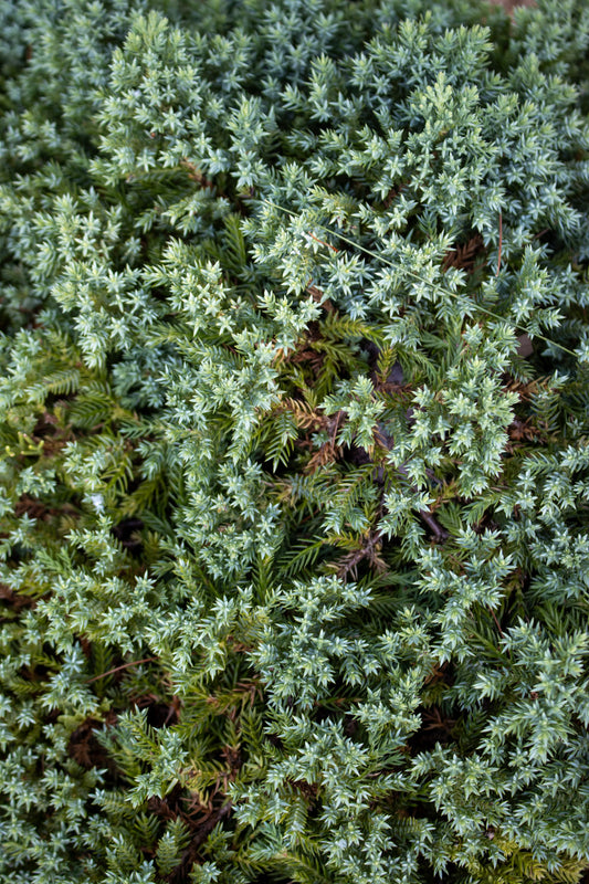 Juniperus procumbens Nana