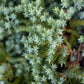 Juniperus procumbens Nana