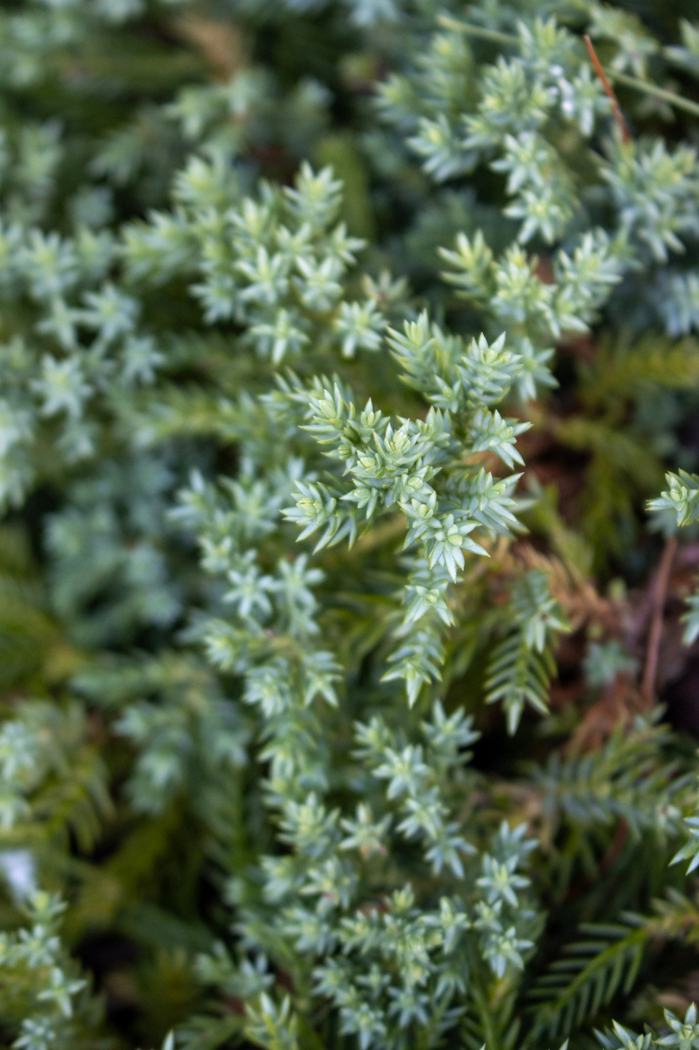 JUNIPERUS PROCUMBENS `NANA`