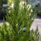 Juniper Hetzi Columnar 3g