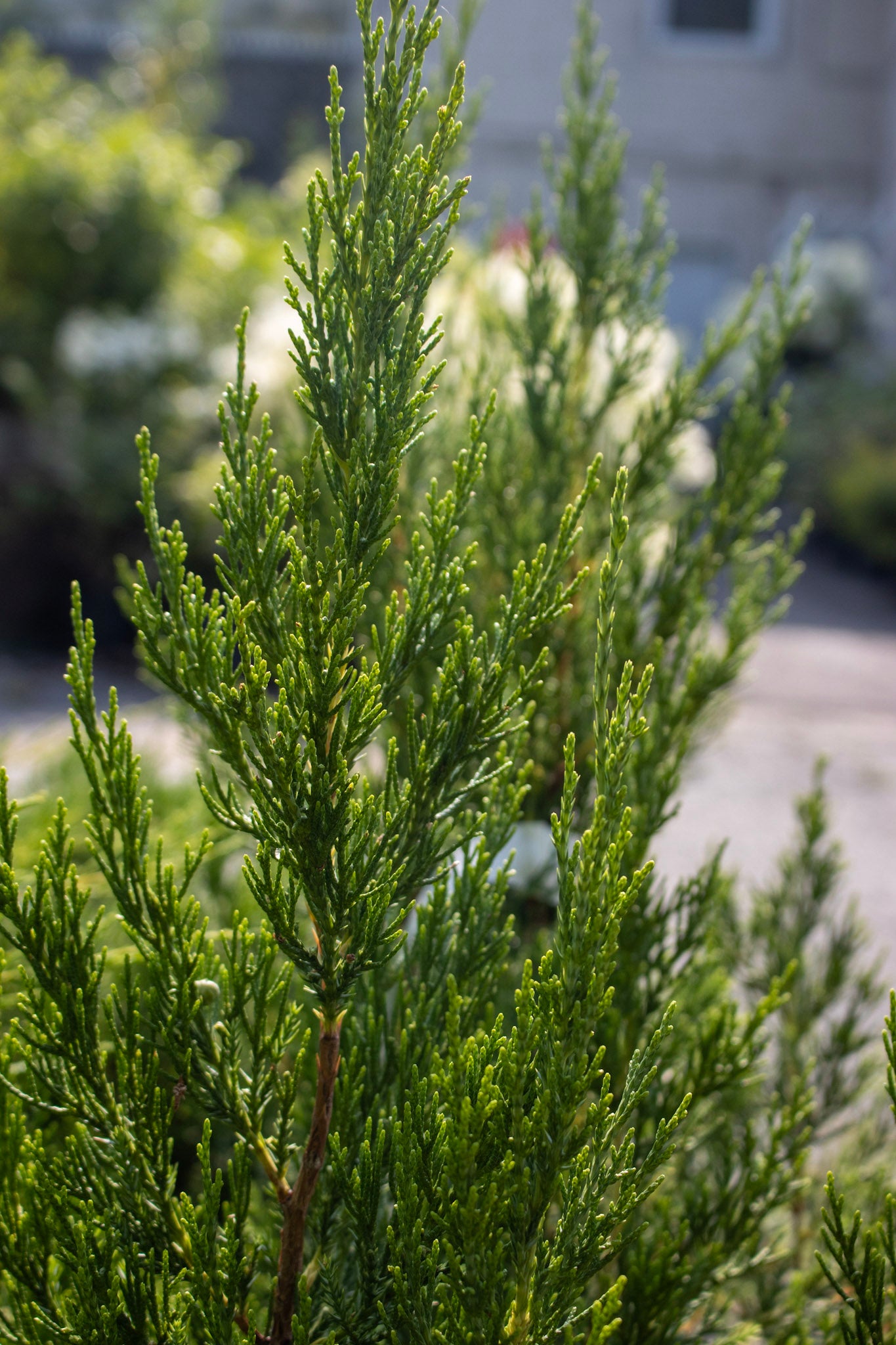 Juniper Hetzi Columnar 3g