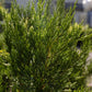 Juniper Hetzi Columnar 3g