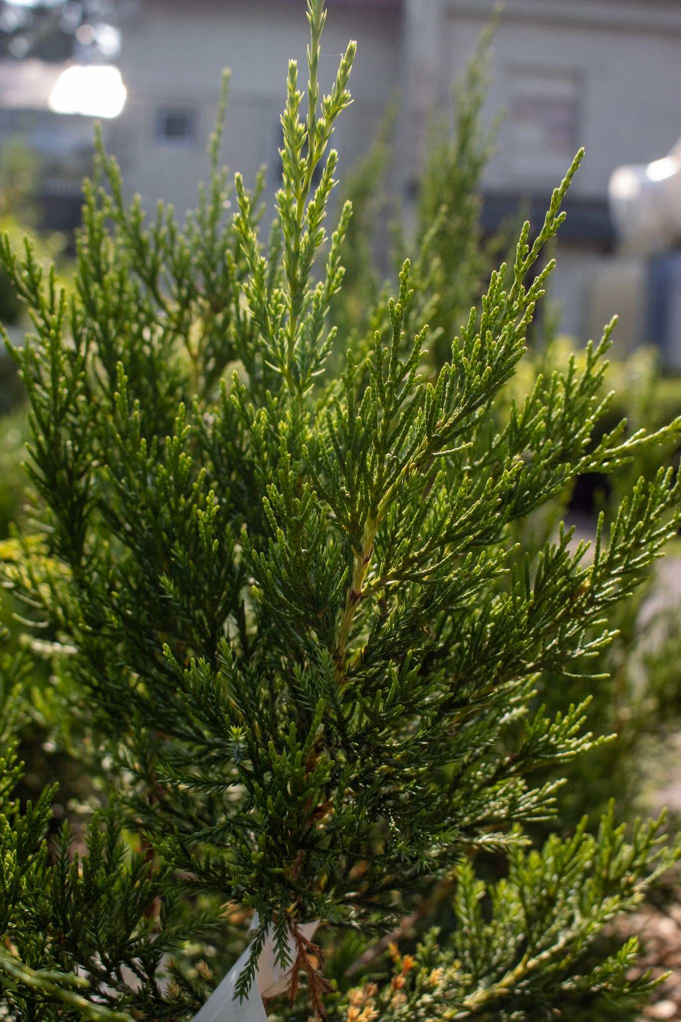 Juniper Hetzi Columnar 3g