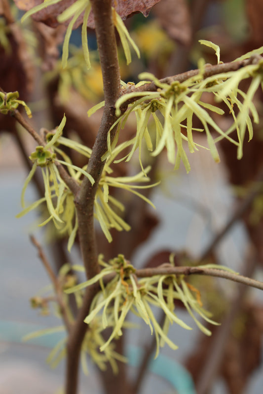 Hamamelis virginiana  3g