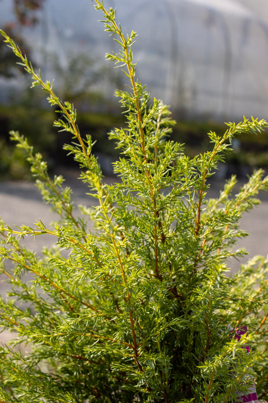 JUNIPERUS `GOLD CONE` ,3