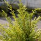 Juniperus  Gold Cone 3g