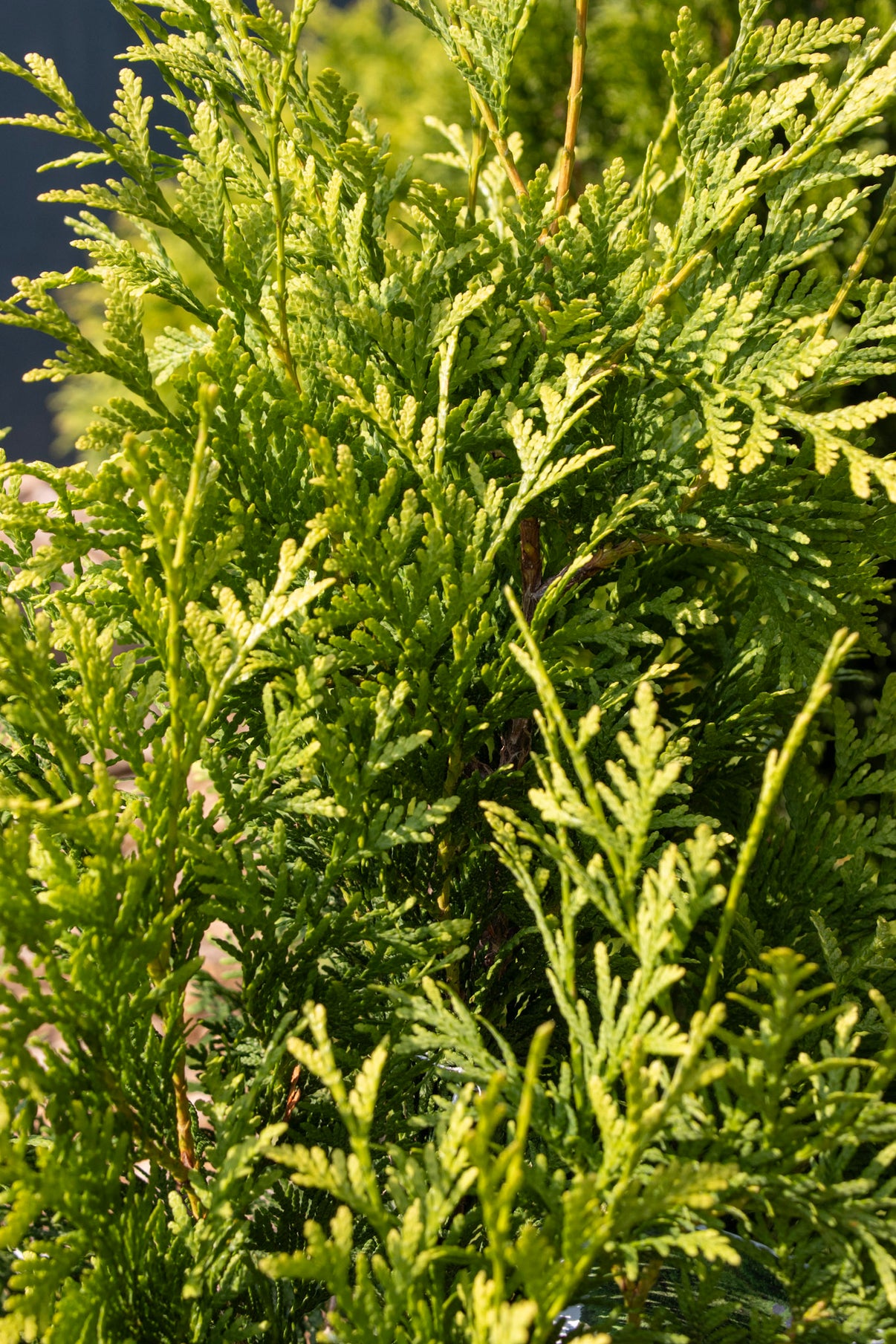 THUJA OCCIDENTALIS `CHEER DROPS 2g – Bosco's Garden Center