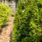 Thuja Emerald Green 3-4