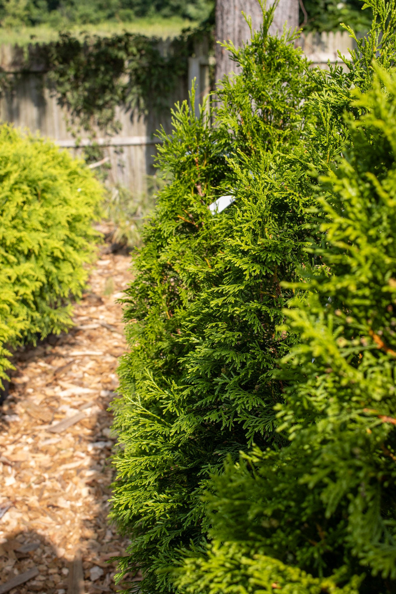 Thuja Emerald Green 3-4