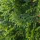 Thuja Emerald Green