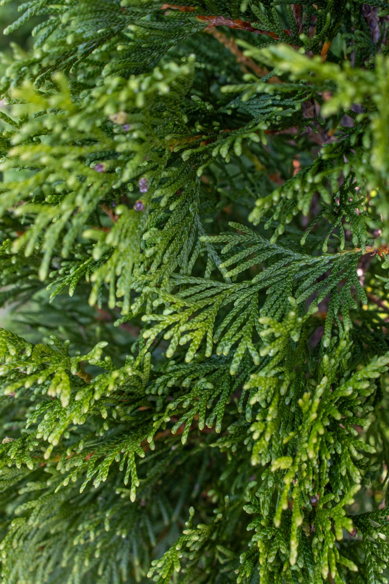 Thuja Emerald Green 3-4