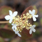 VIBURNUM `SUMMER SNOWFLAKE`