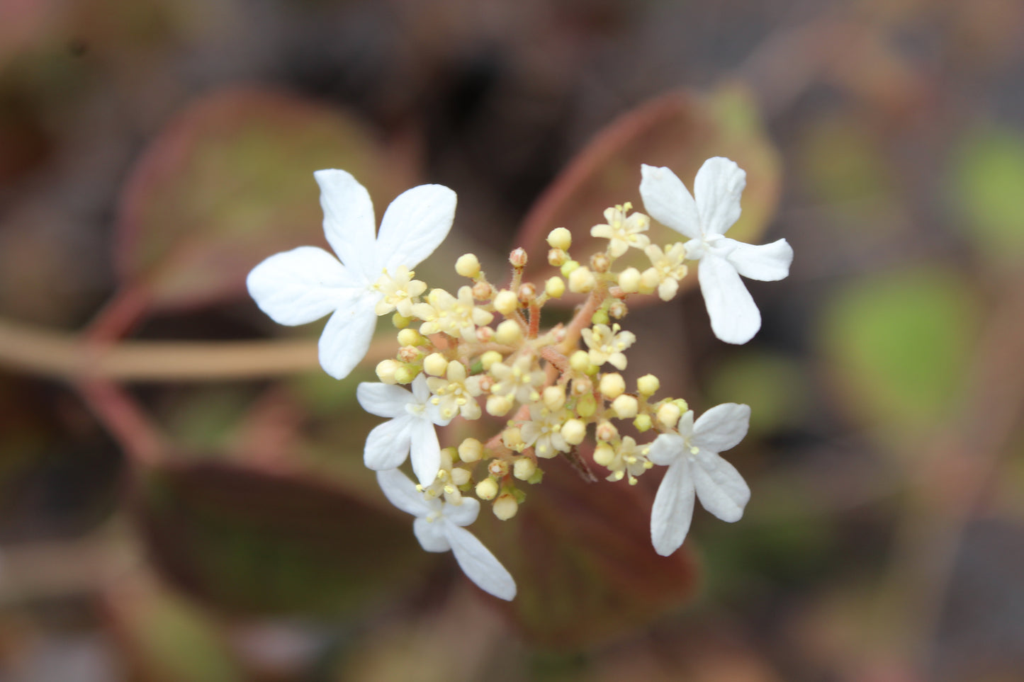 VIBURNUM `SUMMER SNOWFLAKE`