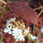 VIBURNUM `SUMMER SNOWFLAKE`