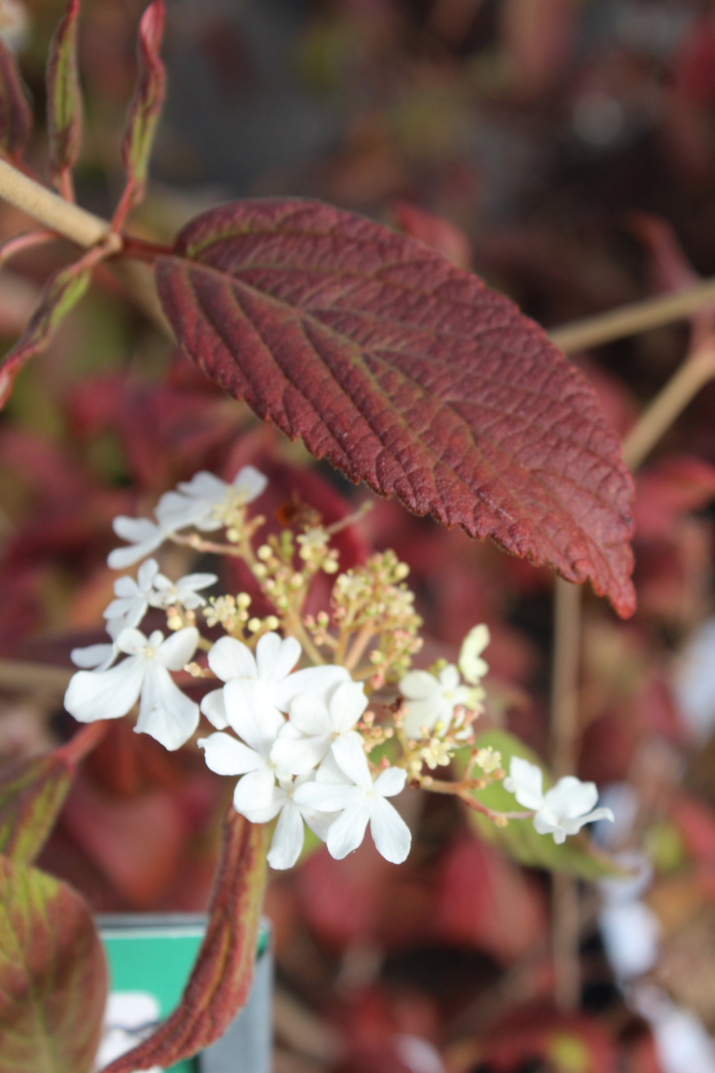 VIBURNUM `SUMMER SNOWFLAKE`