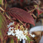 Viburnum Summer snowflake 3g