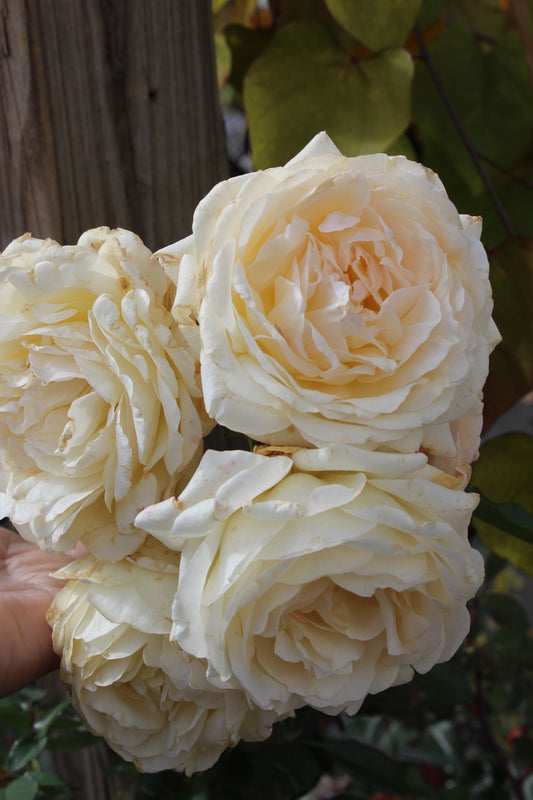 ROSA REMINISCENT `CREMA 3g