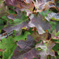 HYDRANGEA QUE. RUBY SLIPPERS 3g