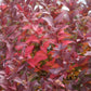 SPIRAEA RAINBOW FIZZ 3g