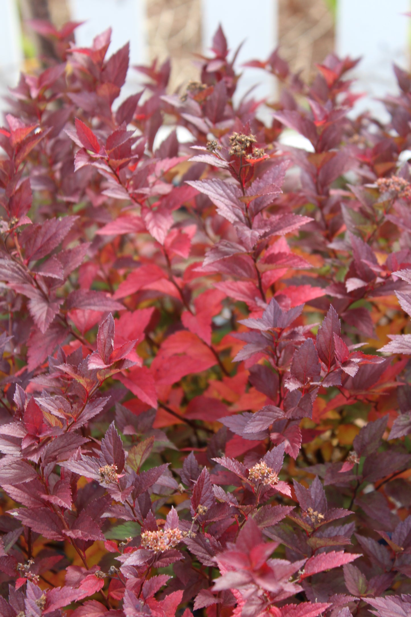 SPIRAEA RAINBOW FIZZ 3g