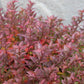 SPIRAEA RAINBOW FIZZ 3g