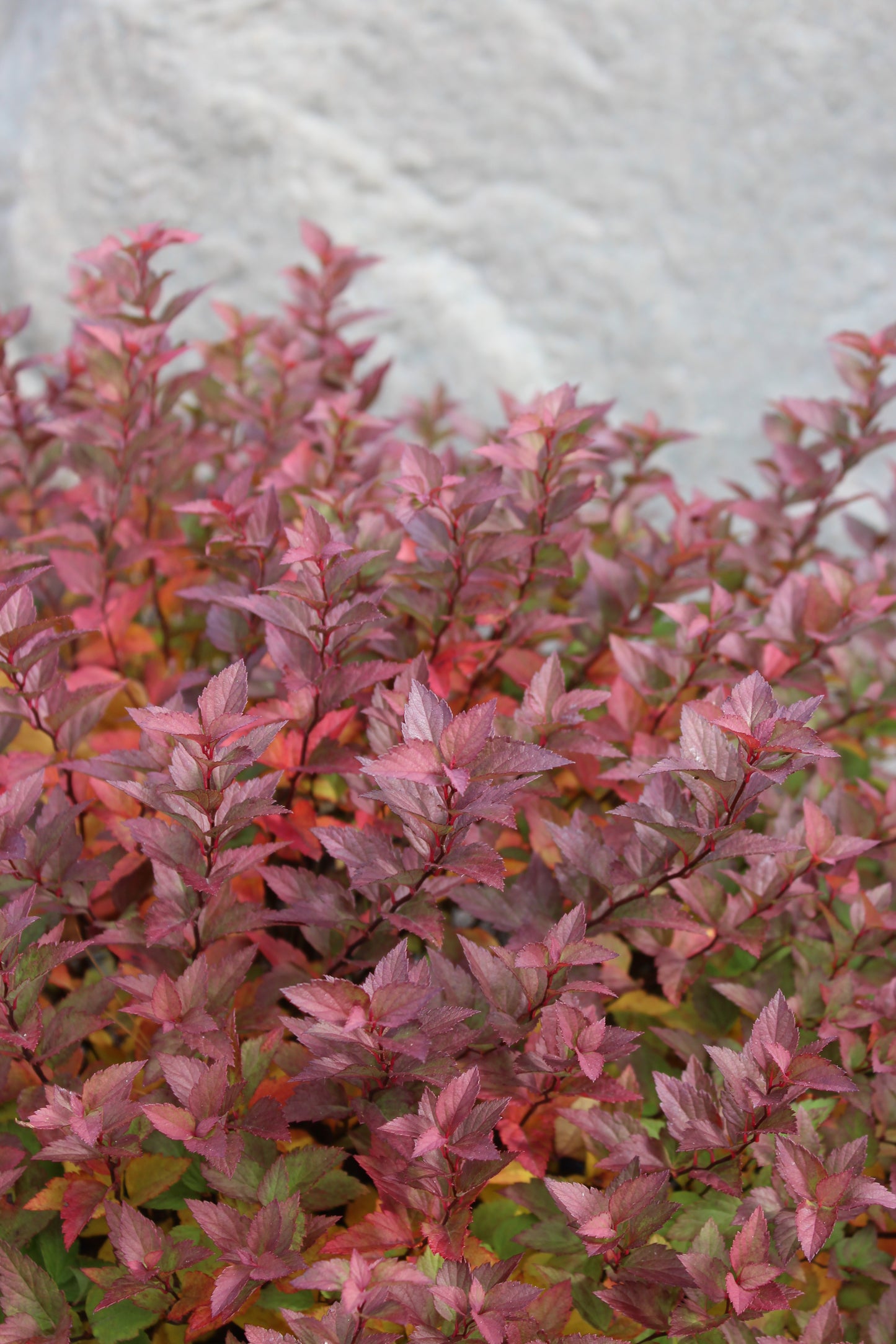 SPIRAEA RAINBOW FIZZ 3g