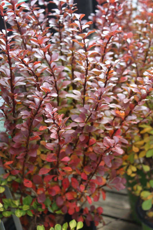 BERBERIS WORRYFREE `CRIMSON CUTIE 2g