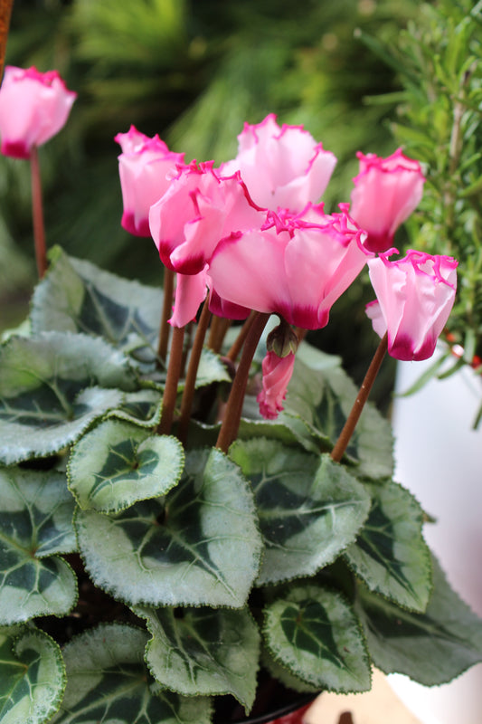 4" Cyclamen