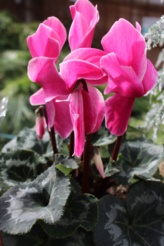 6' cyclamen