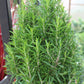 6.5" Rosemary tree