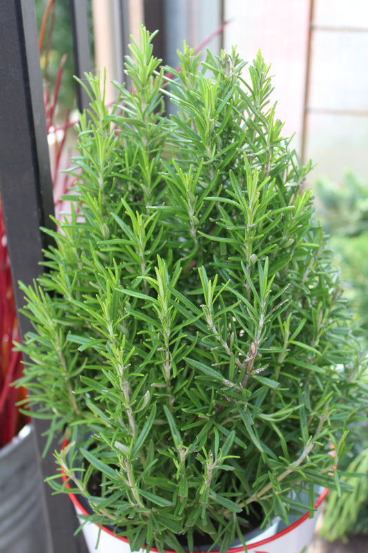 6.5" Rosemary tree