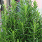 6.5" Rosemary tree