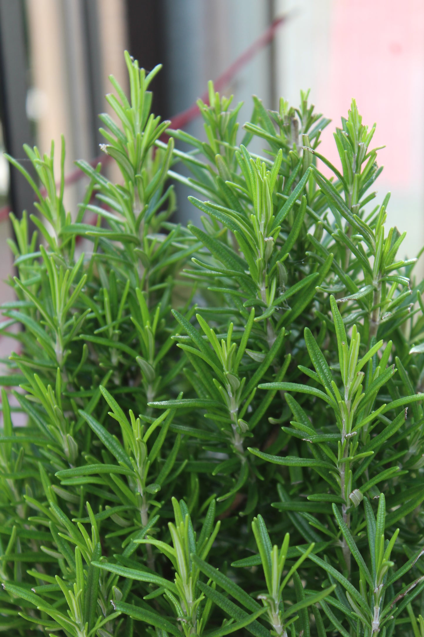 6.5" Rosemary tree