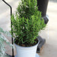 6.5" Rosemary tree