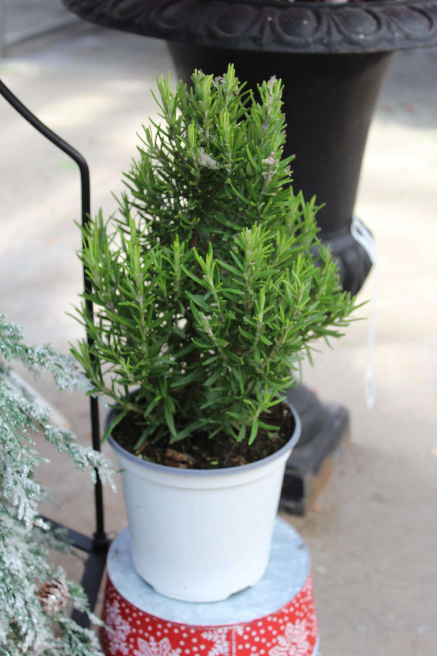 6.5" Rosemary tree