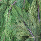 Incense Cedar Bunch