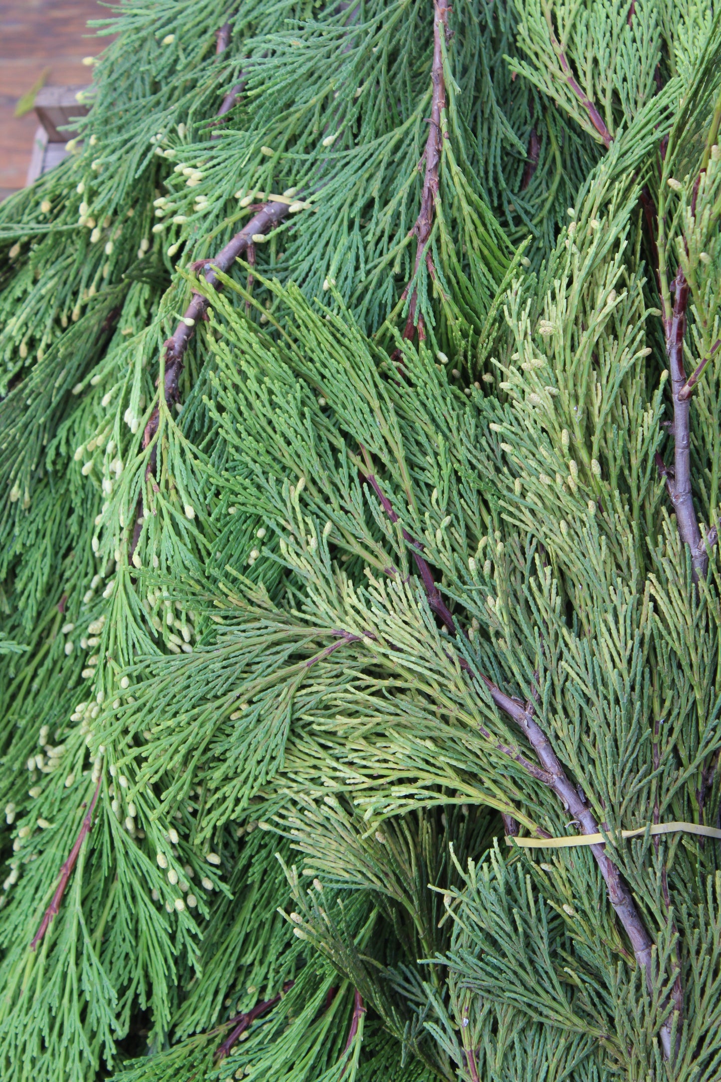 Incense Cedar Bunch