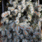 Blue Spruce