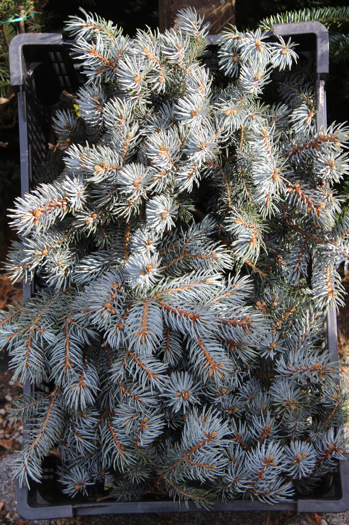 Blue Spruce