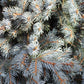 Blue Spruce