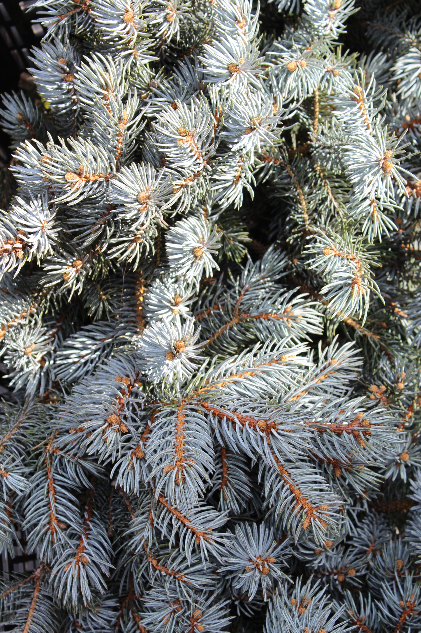 Blue Spruce