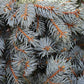 Blue Spruce