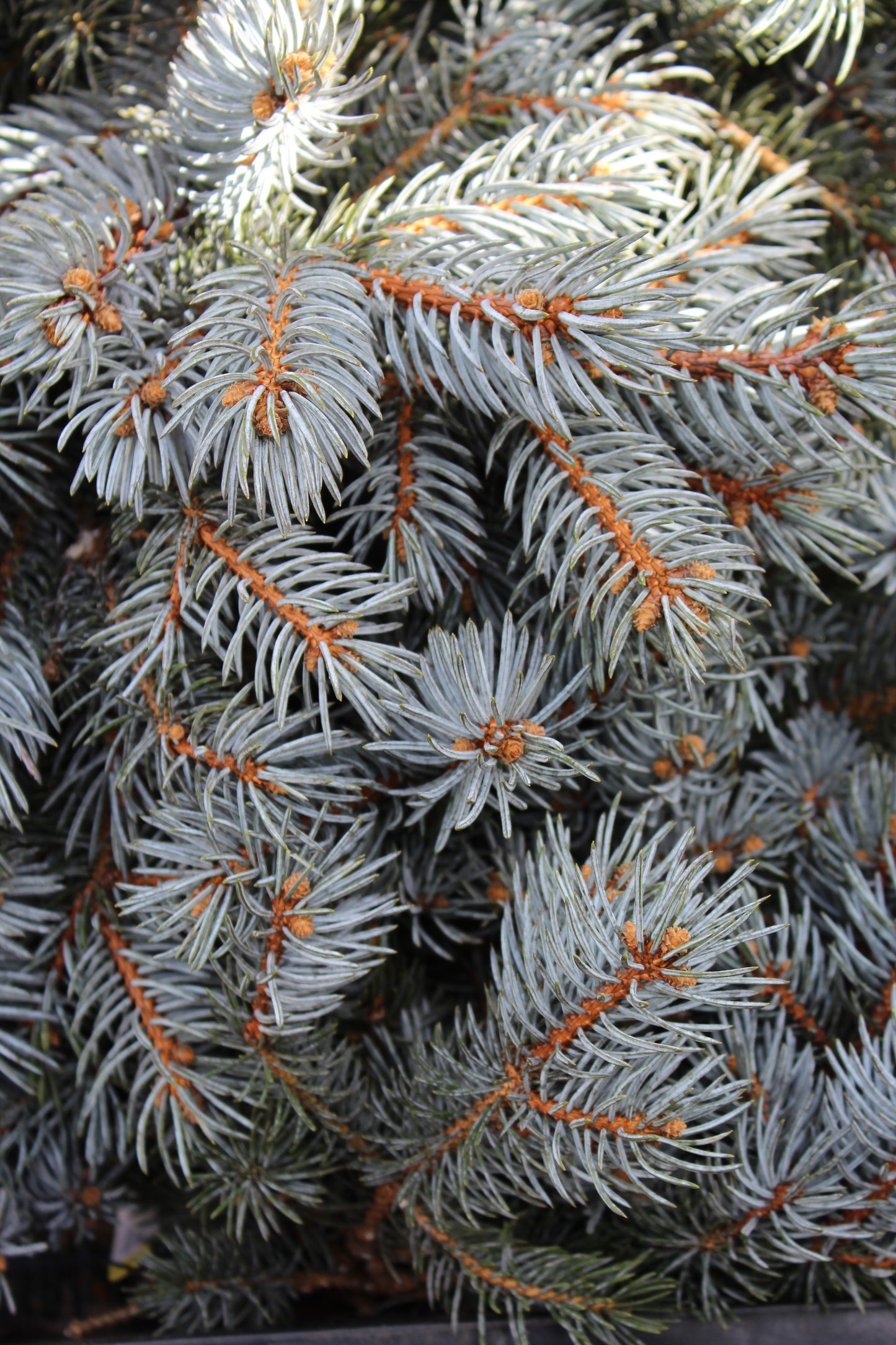 Blue Spruce