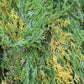 Yellow cypress bunch