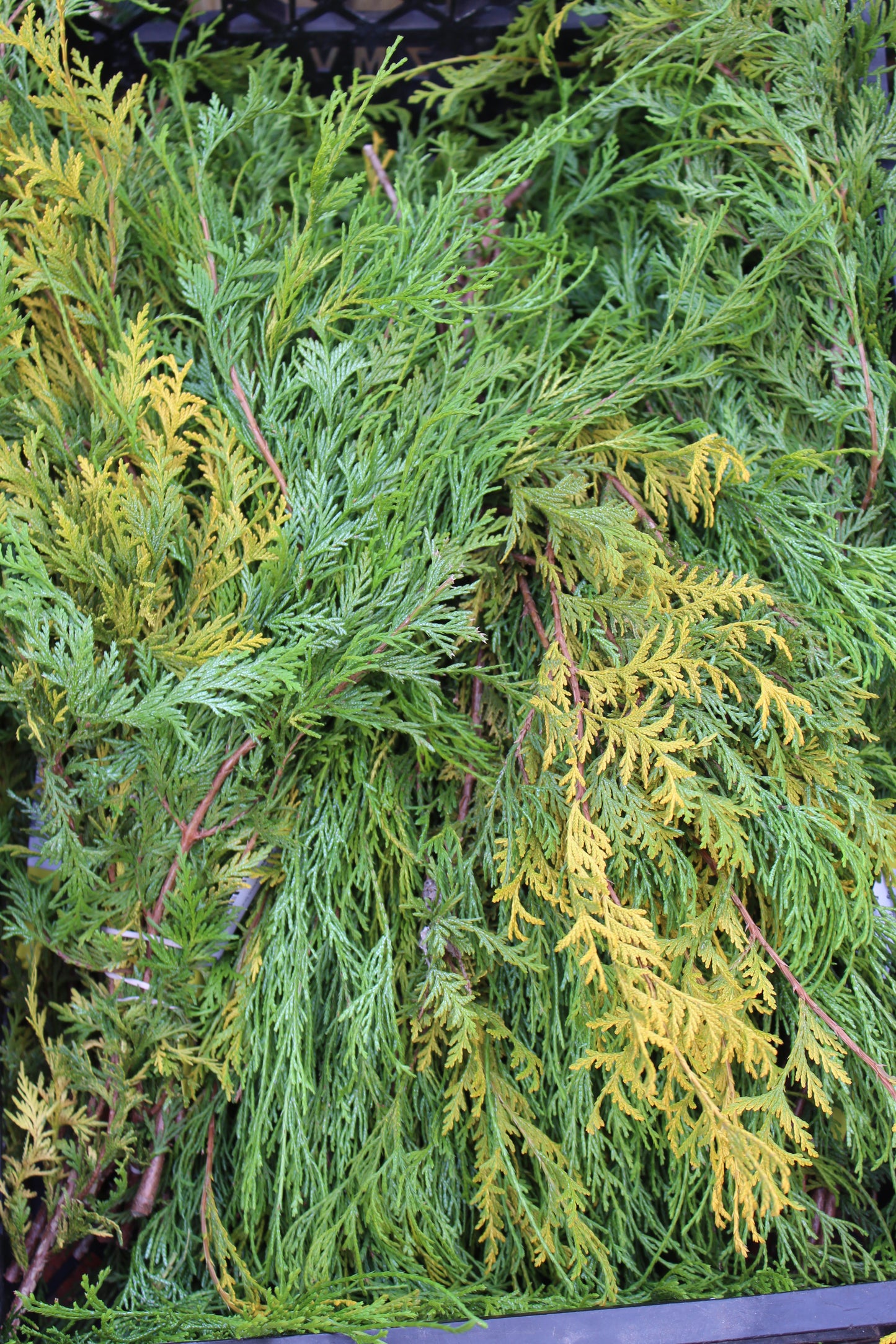 Yellow cypress bunch