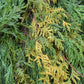 Yellow cypress bunch