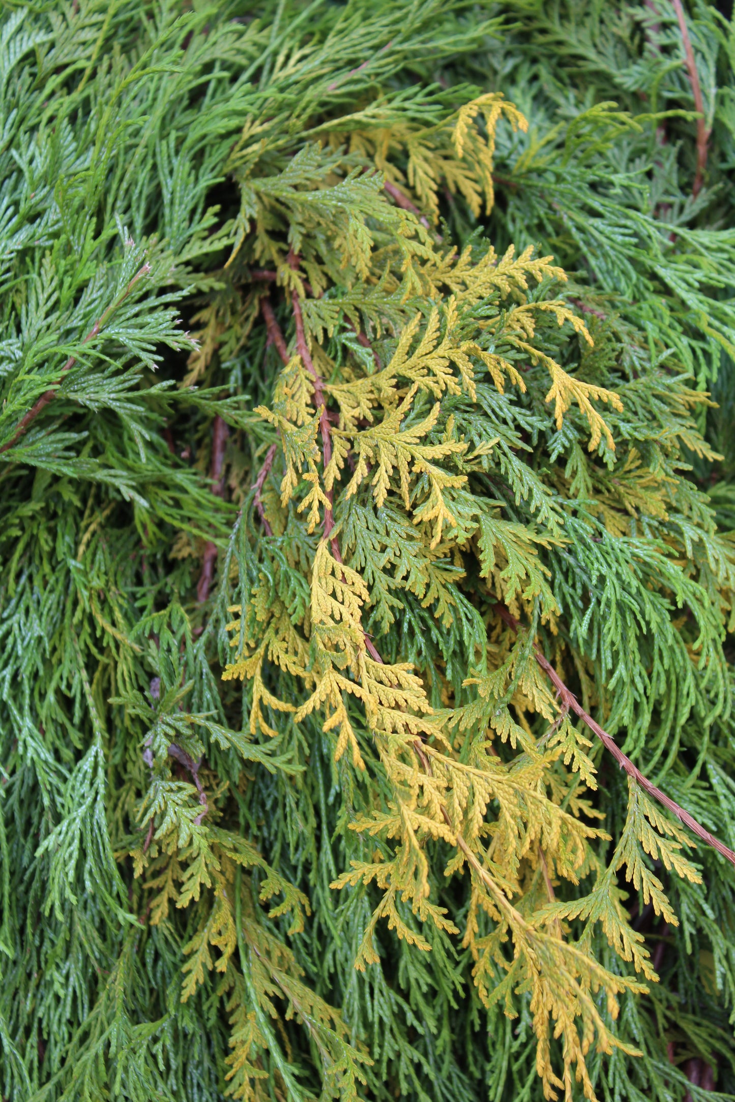 Yellow cypress bunch