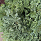 Noble Fir Garland 25ft