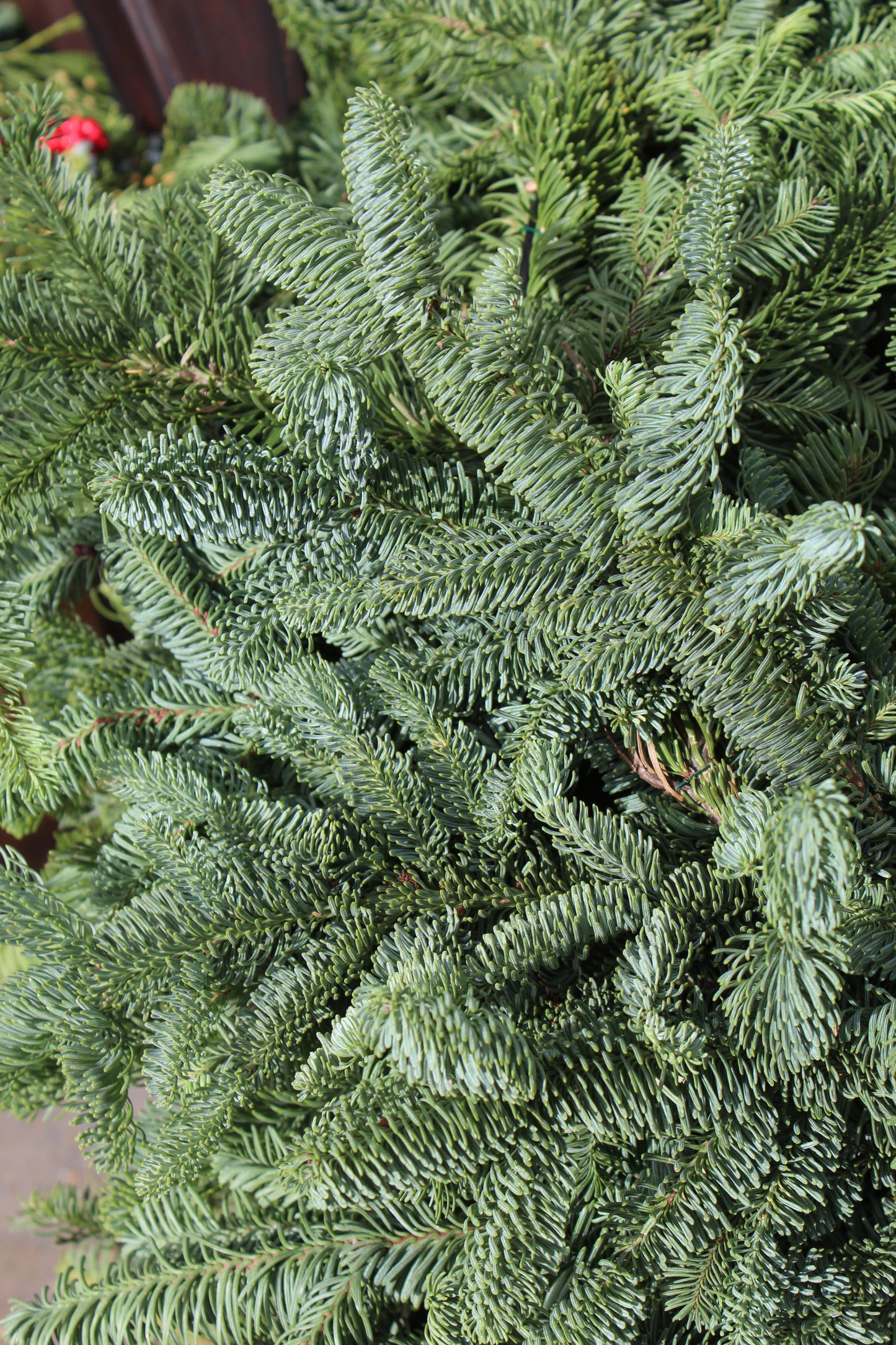 Noble Fir Garland 25ft