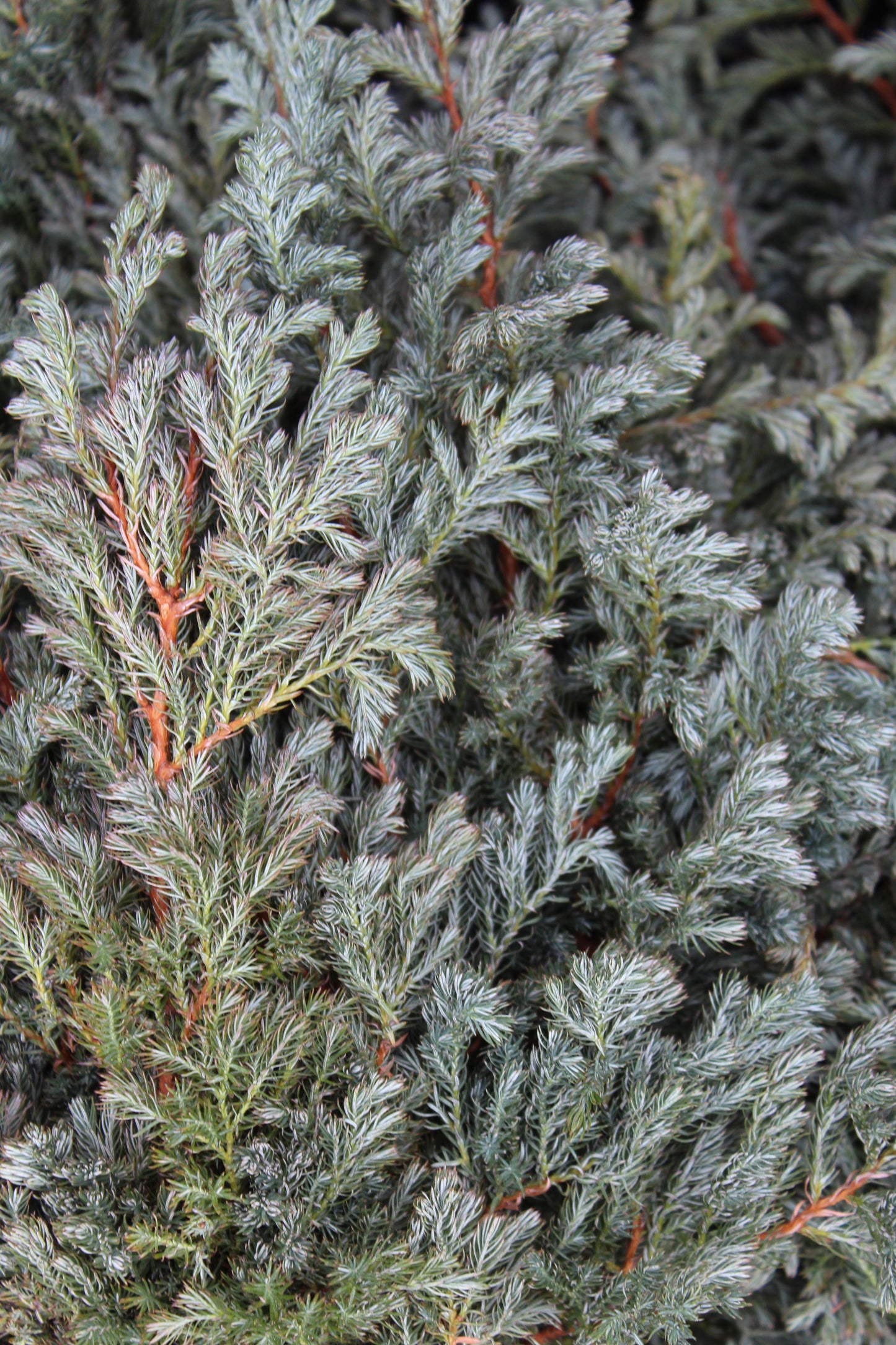 Blue cypress bunch